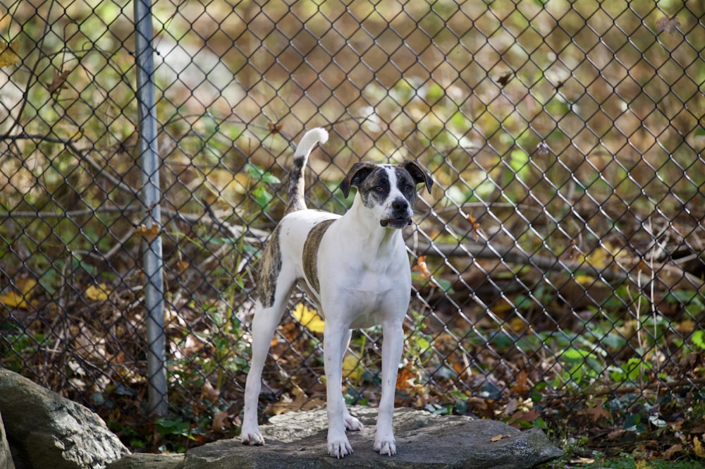 white and brown short coated dog standing on gray concrete floor during daytime