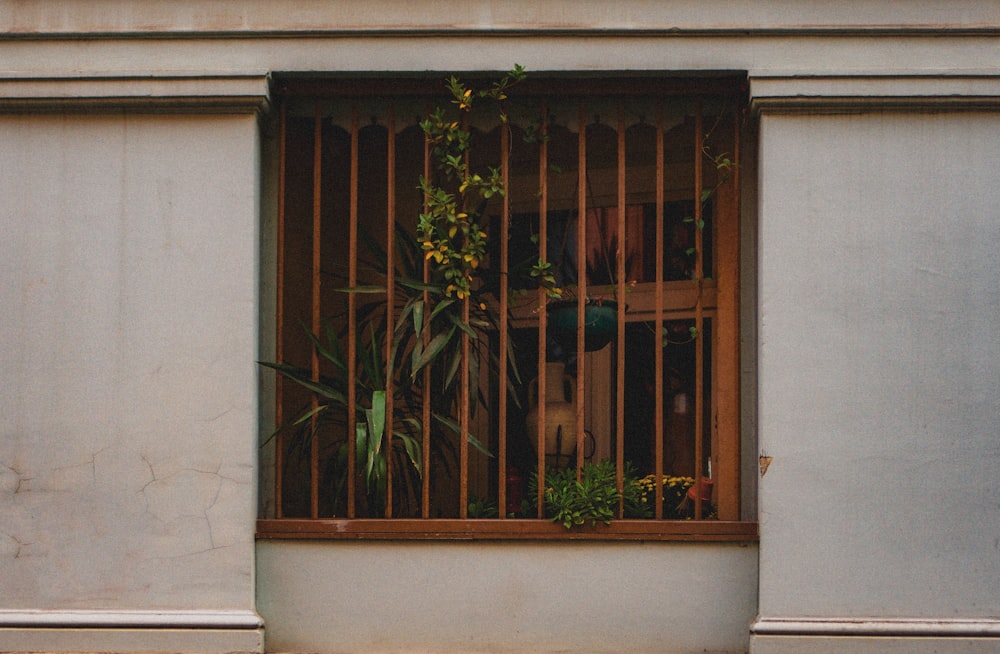 green plant in front of brown wooden door