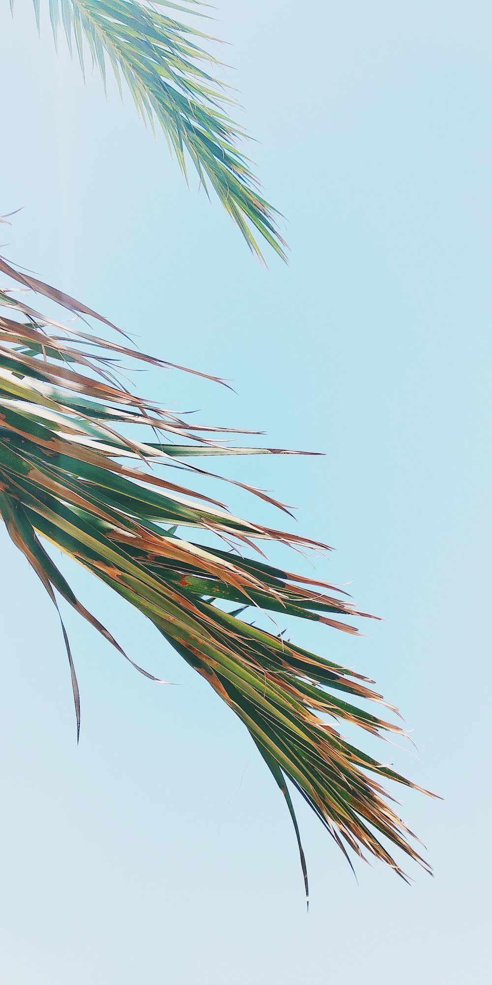 green and brown plant under white sky