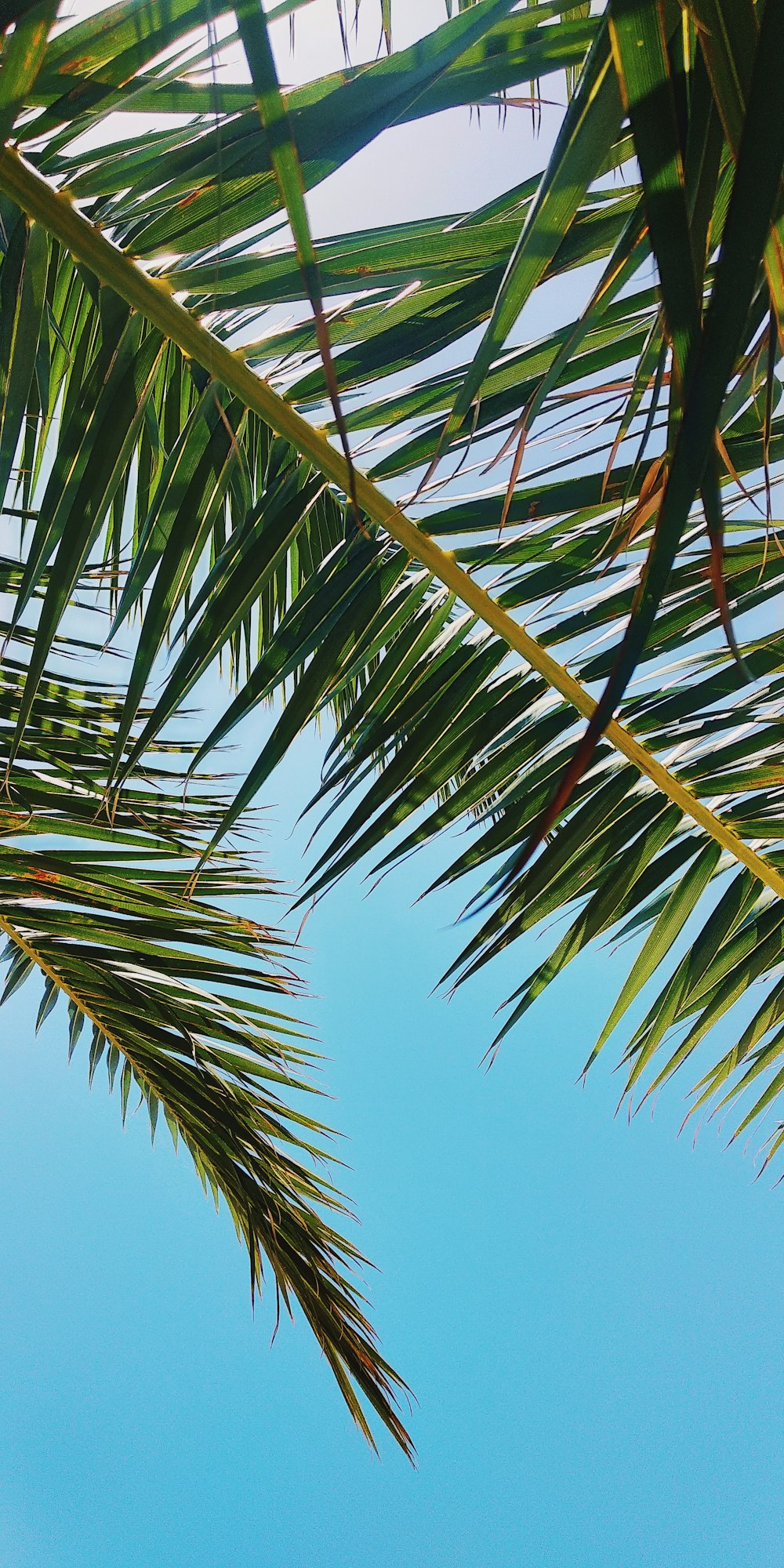 green palm tree under blue sky during daytime