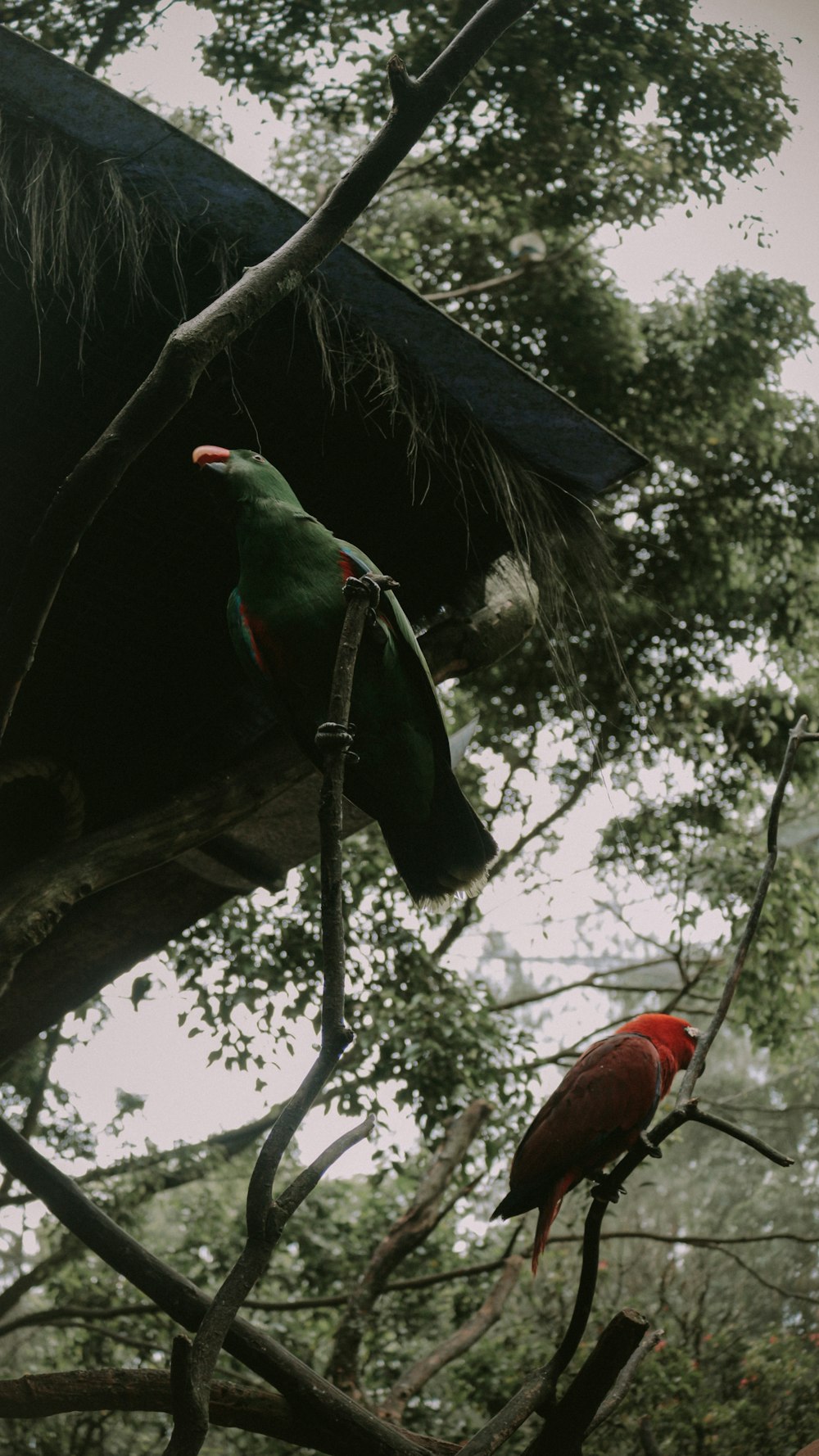 red and black bird on brown tree branch