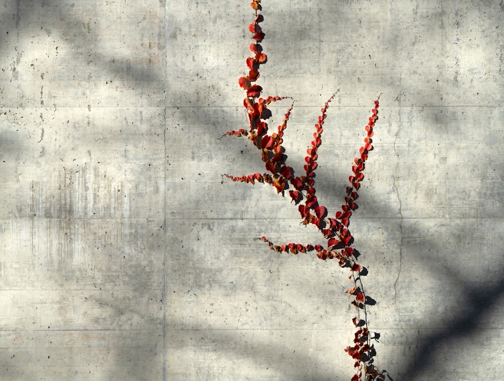 red and white flower on white textile