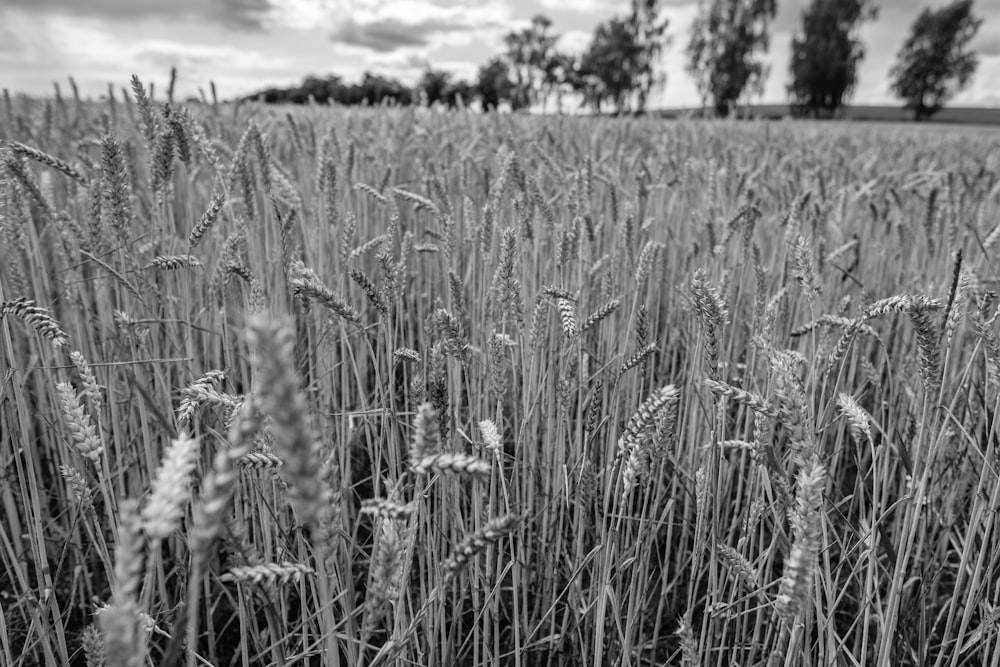 grayscale photo of wheat field