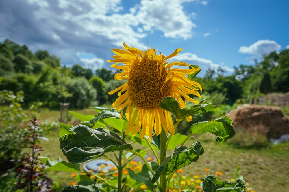 yellow sunflower in bloom during daytime