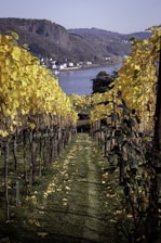 A vineyard with rows of grapevines sporting lush yellow leaves on either side of a grassy path. In the background, a river flows alongside a quaint town with white houses and is bordered by forested hillsides.