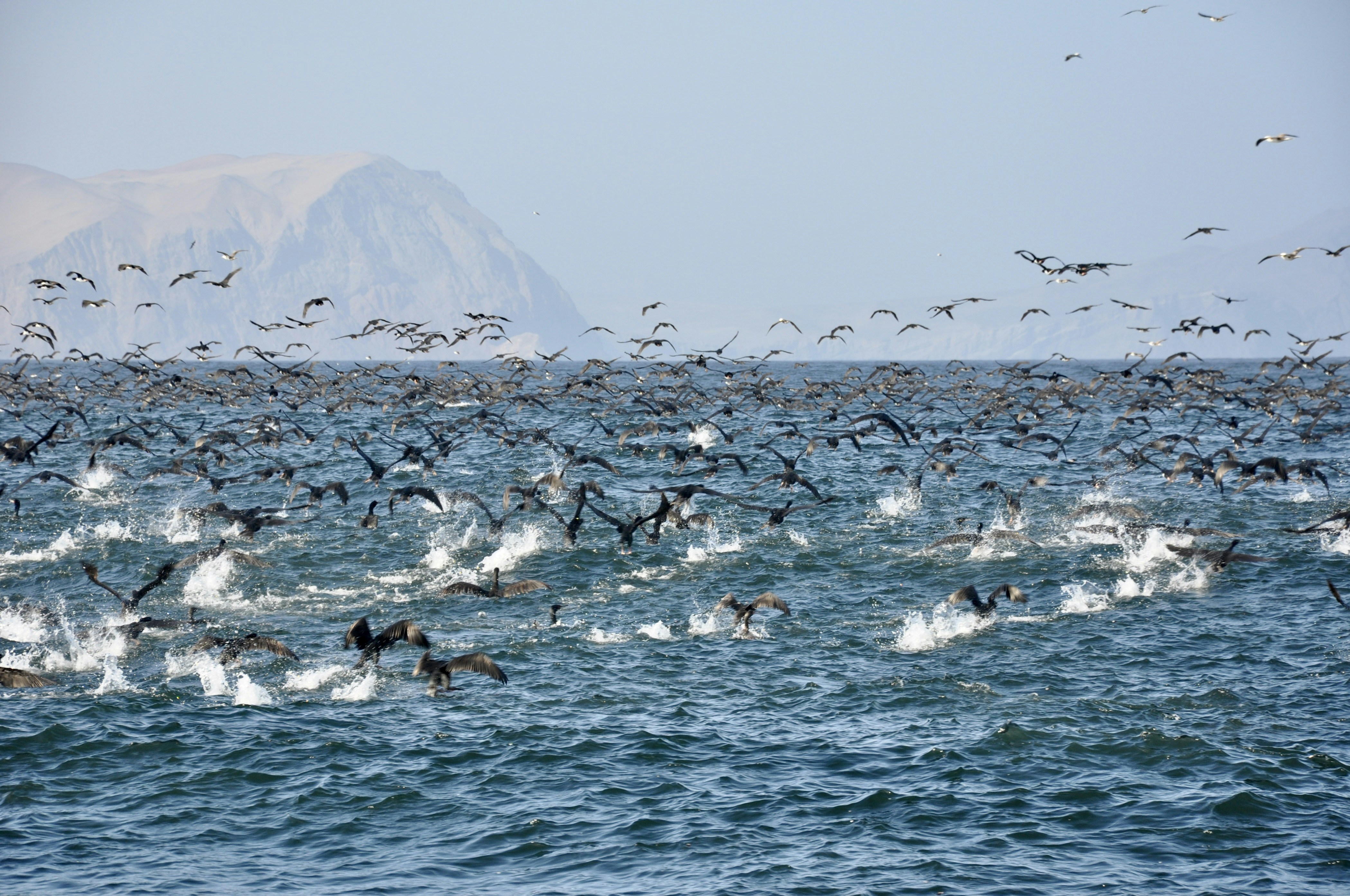 group of people swimming on sea during daytime