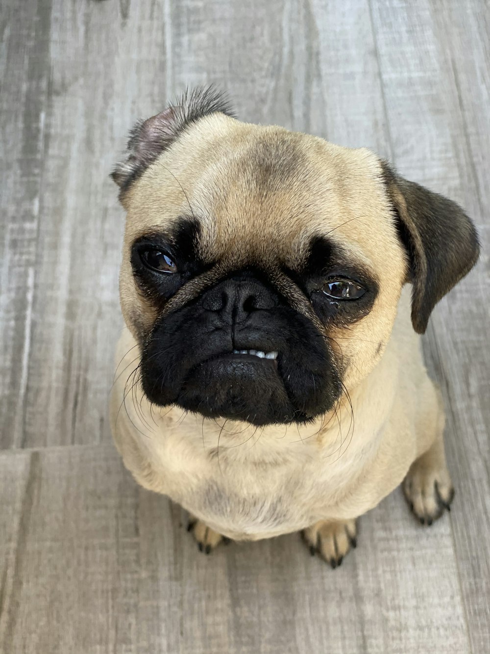 fawn pug on grey wooden floor