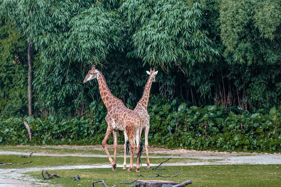 giraffe standing on green grass field during daytime