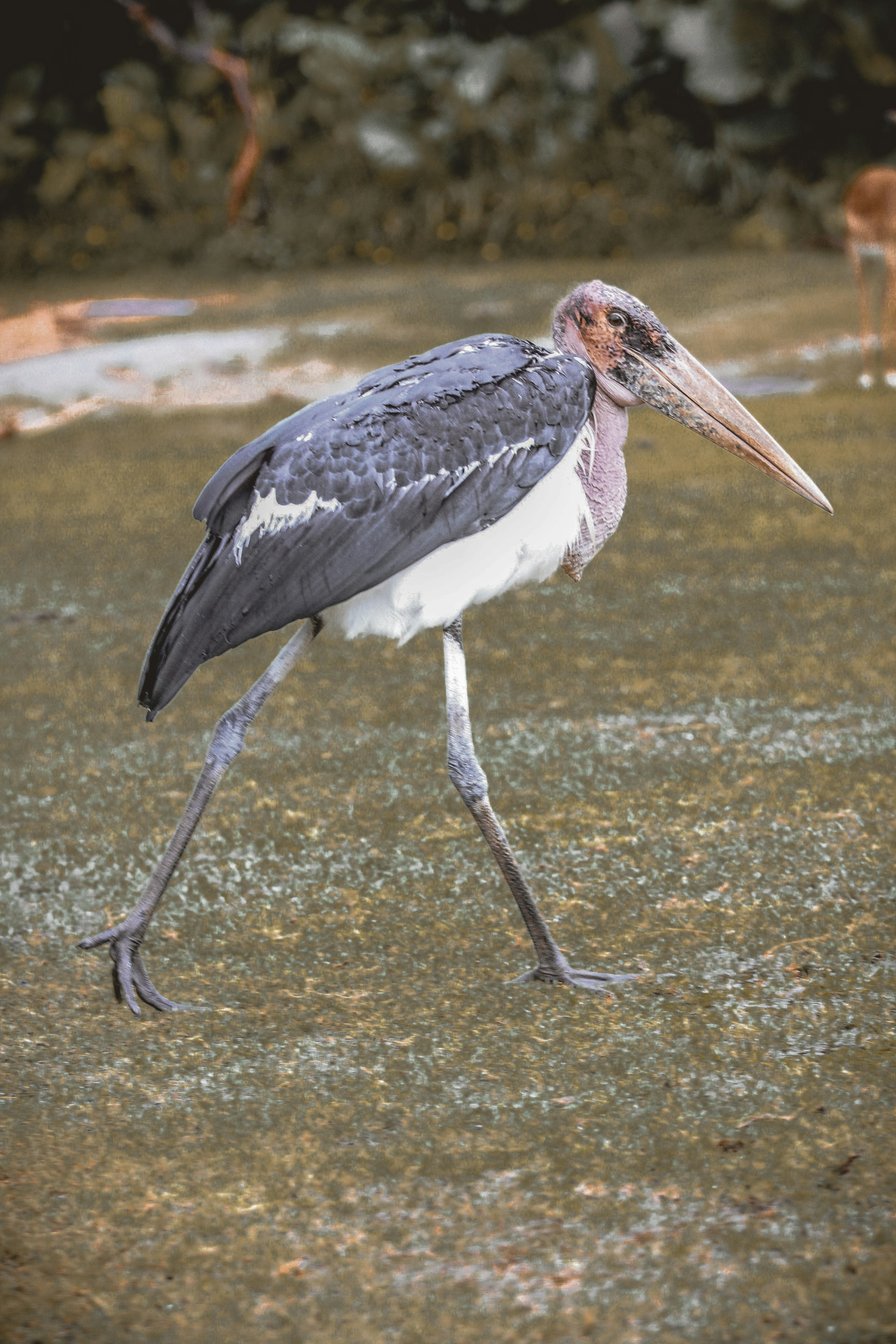 水の上の黒と白の鳥の写真 Unsplashで見つけるグレーの無料写真