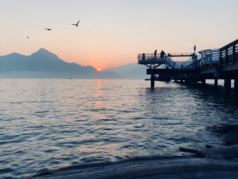 silhouette of bird flying over the sea during sunset