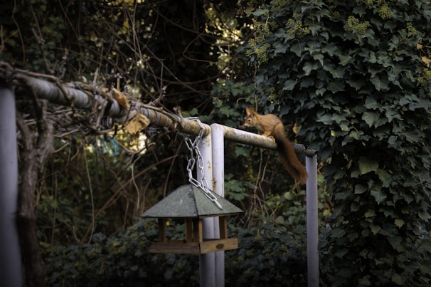 A beautifully designed squirrel feeder with an umbrella in a lush garden setting.