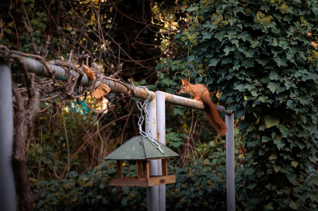 brown squirrel on white bird feeder