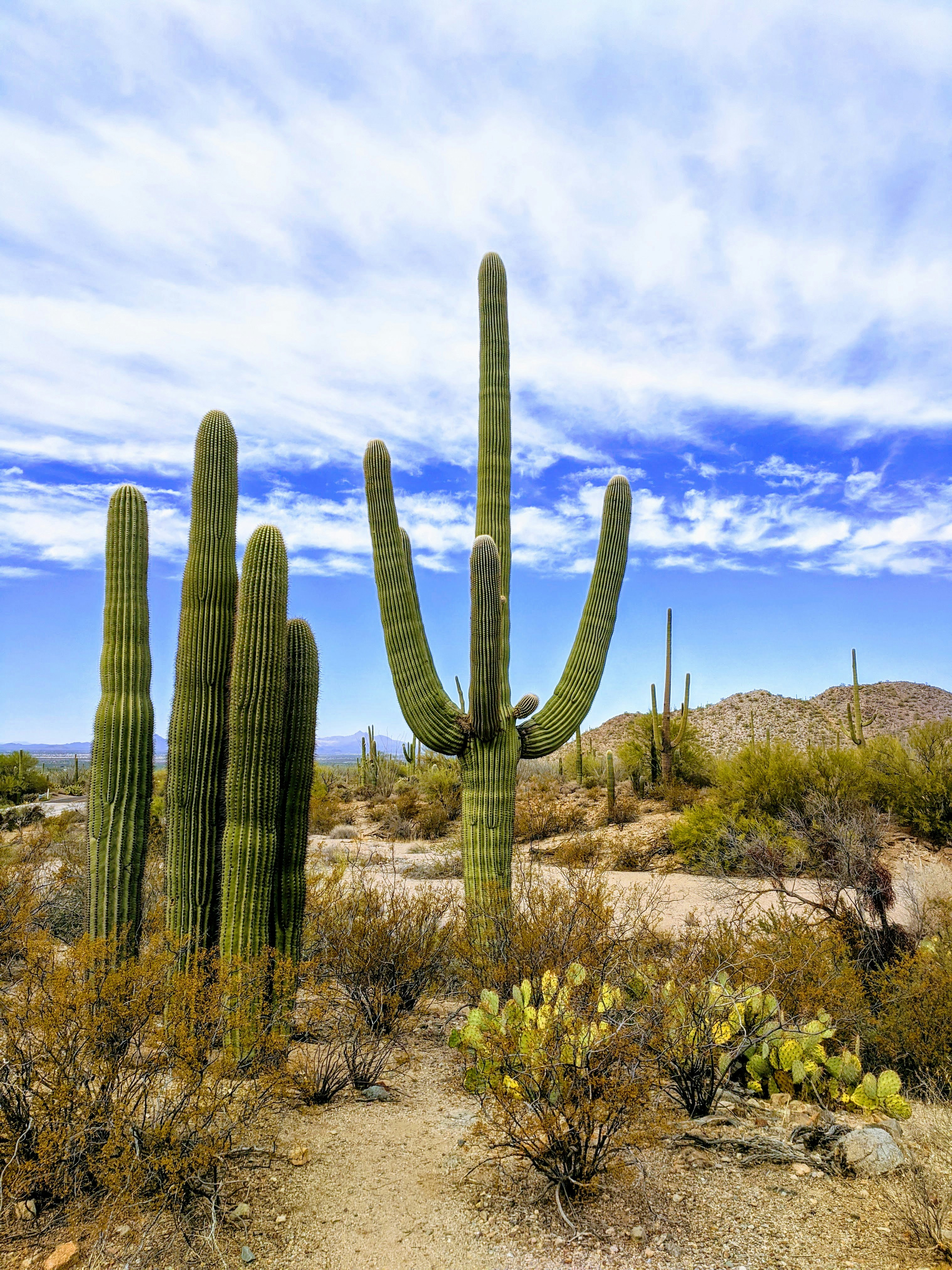 Days 62 - 75  Benson, AZ Saguaro National Park, Tombstone, Bisbee, etc.