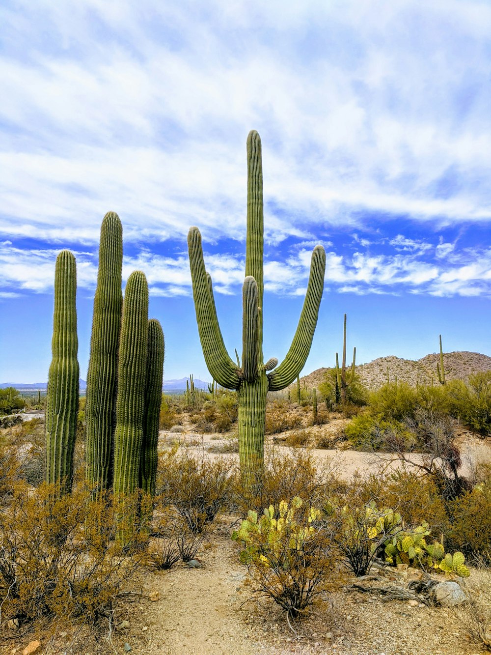 plantas de cactos no campo marrom sob o céu azul durante o dia