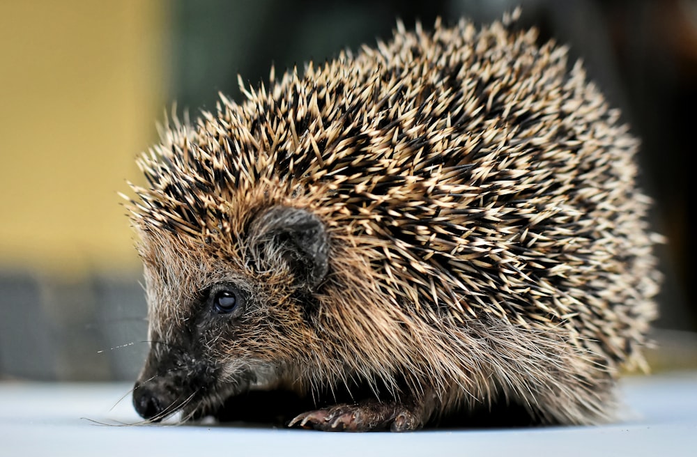 brown hedgehog on brown tree branch