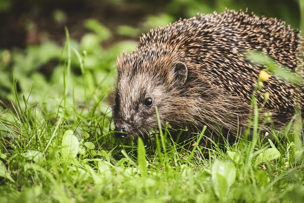 hedgehog on green grass during daytime