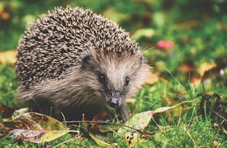 black and white hedgehog on green and red leaves