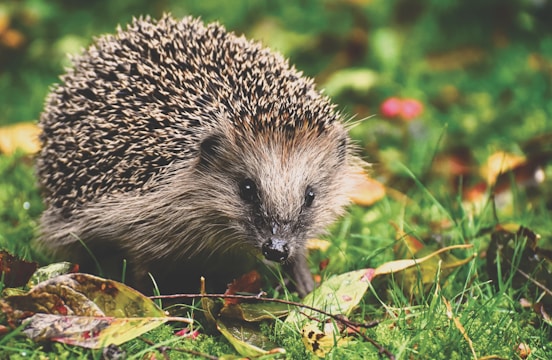 black and white hedgehog on green and red leaves