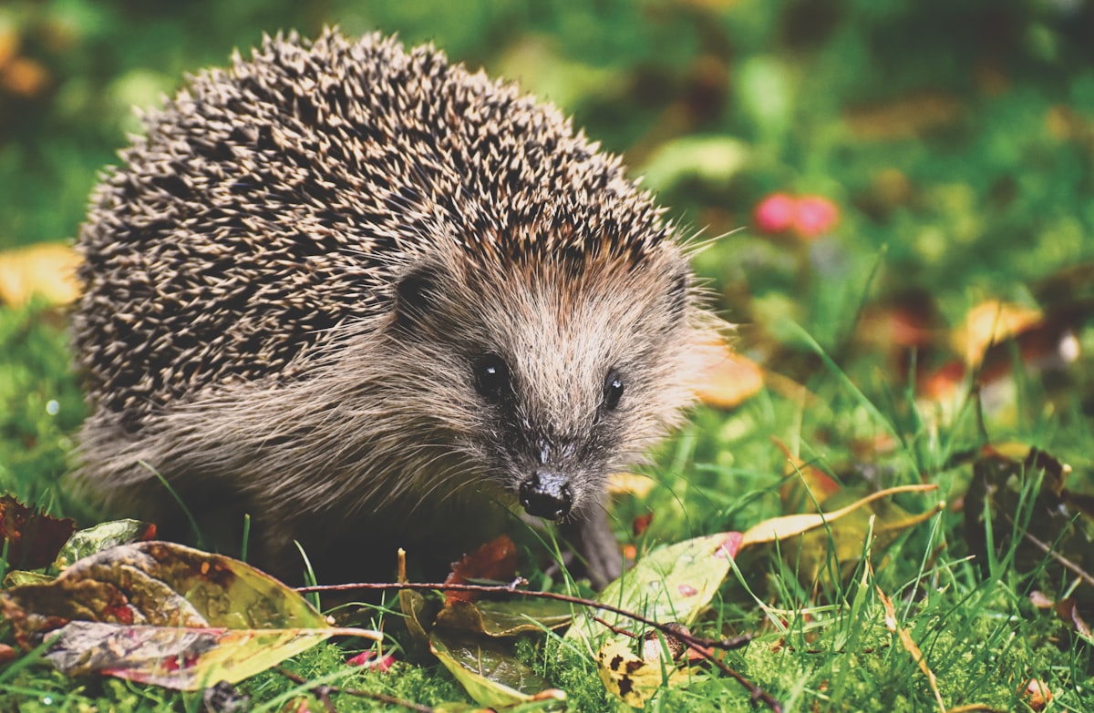 How To Protect Hedgehogs This Bonfire Night and Halloween?