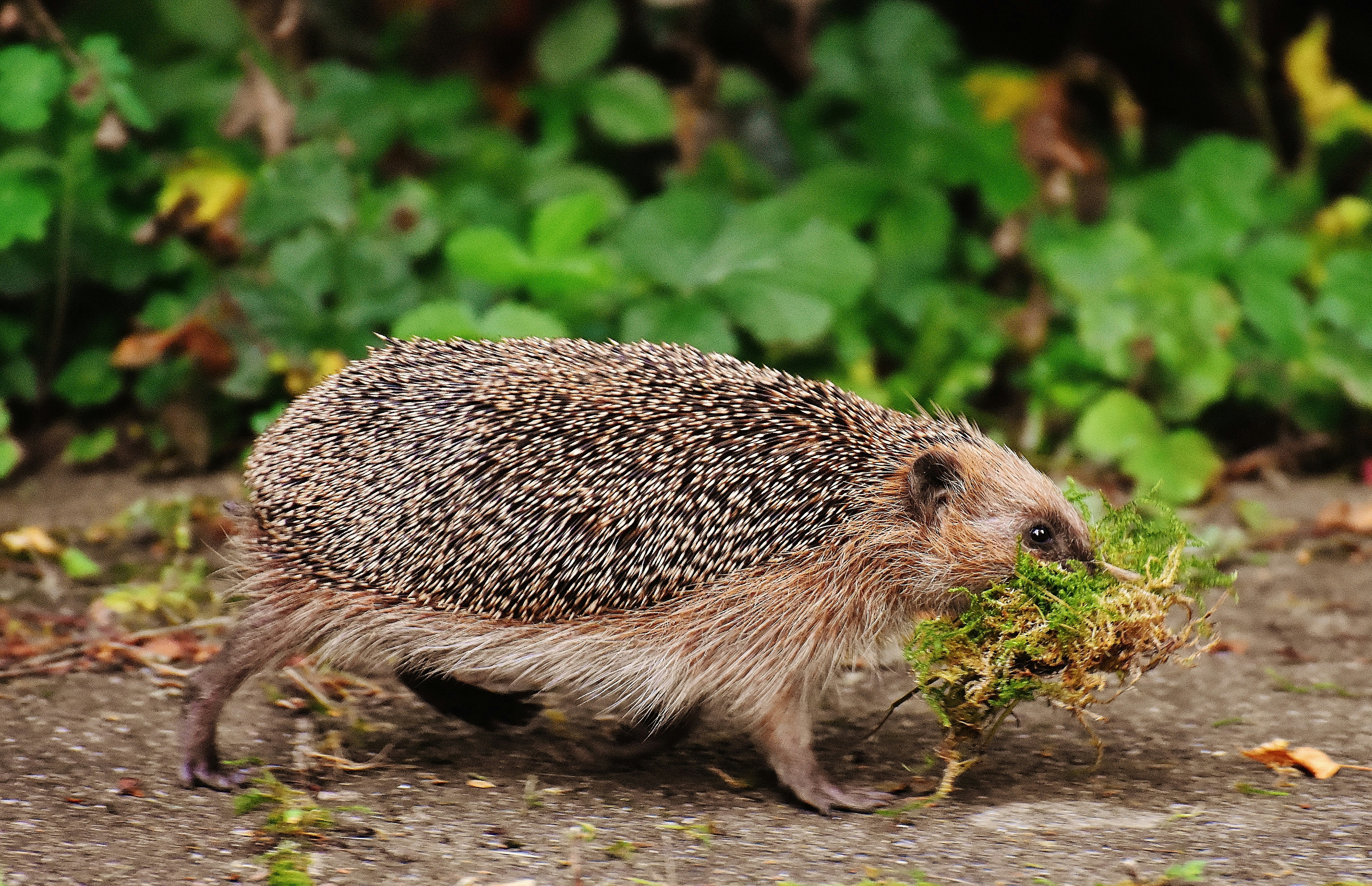 hedgehog on green leaves during daytime