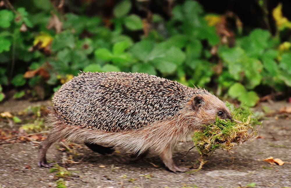 hedgehog on green leaves during daytime