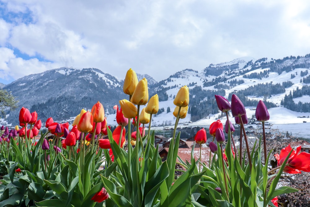 red and yellow tulips near snow covered mountain during daytime