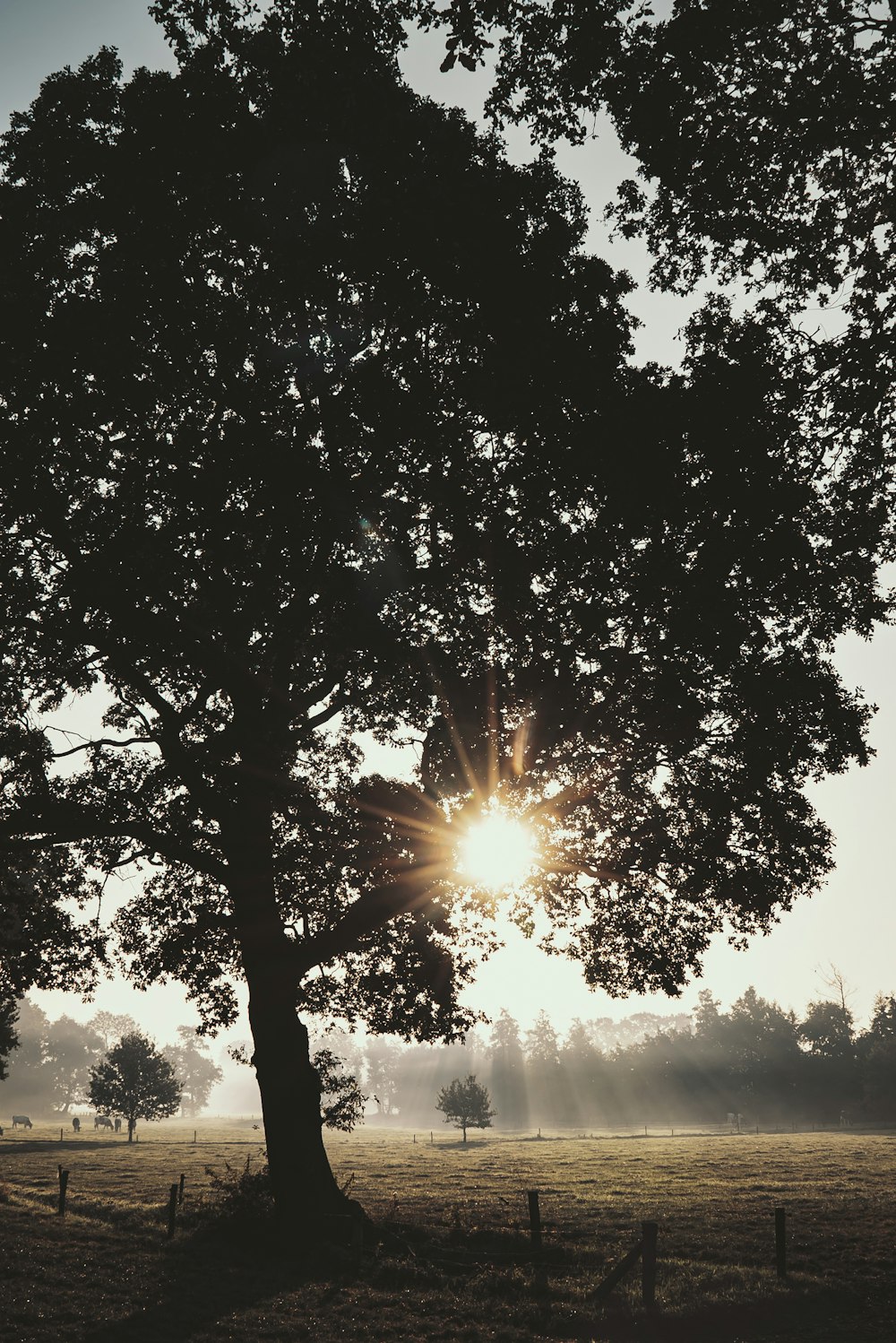 silhouette di alberi durante il tramonto