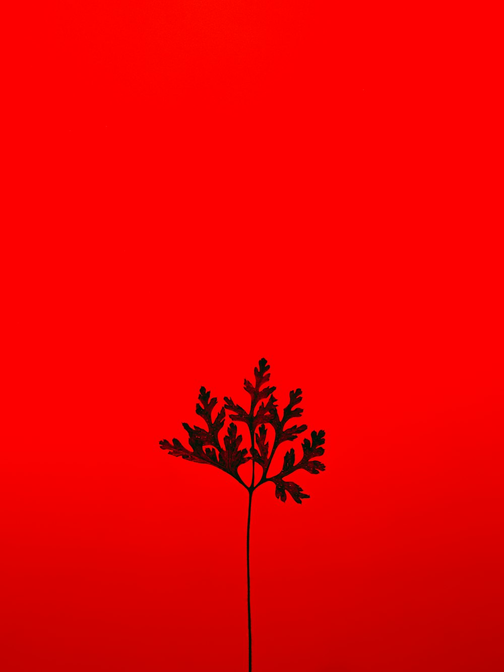 roter und schwarzer Baum mit rotem Hintergrund
