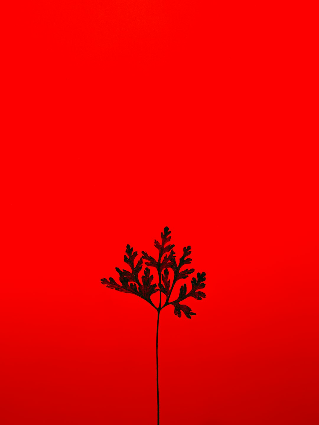 red and black tree with red background