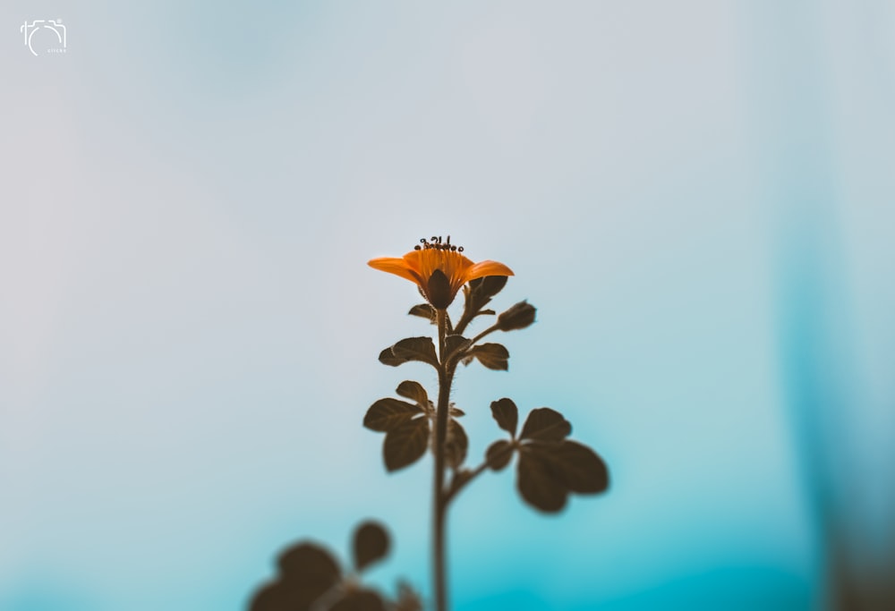 yellow and black bee on green plant