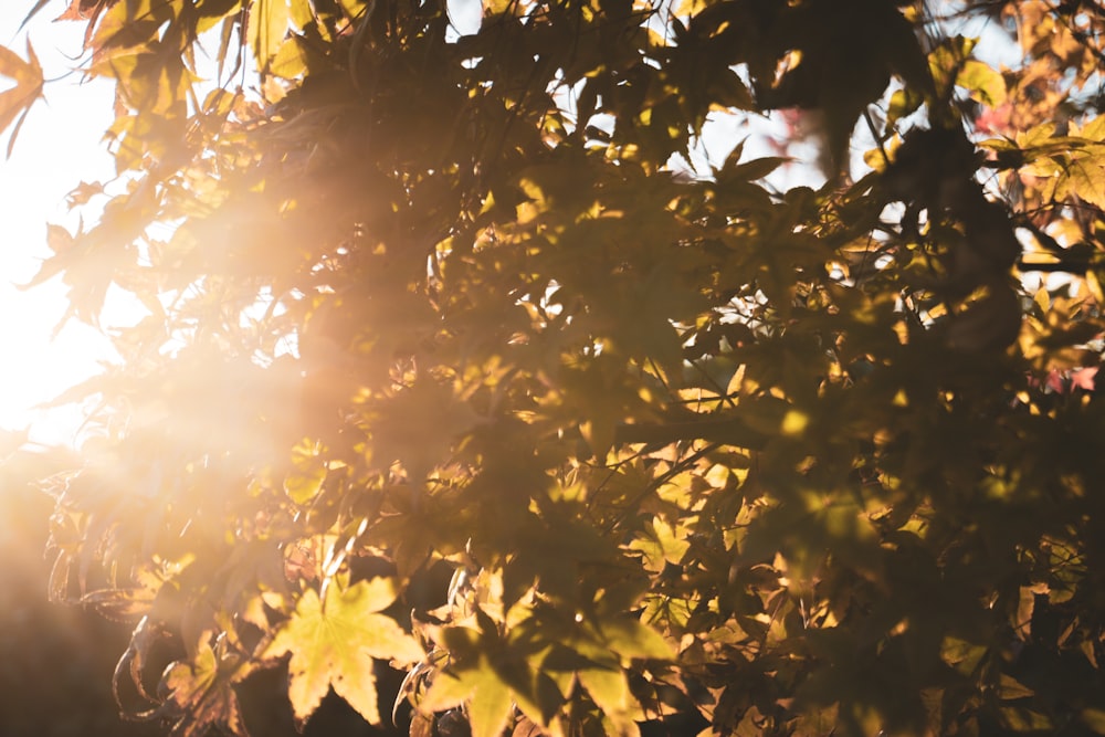 sun setting over the green and brown leaves