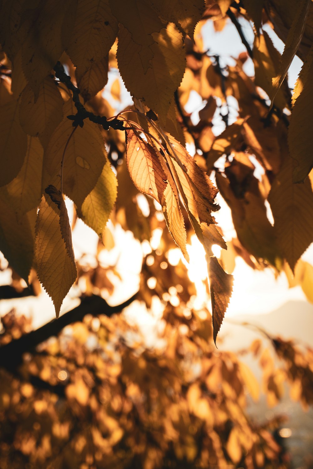 brown leaves on brown tree branch during daytime