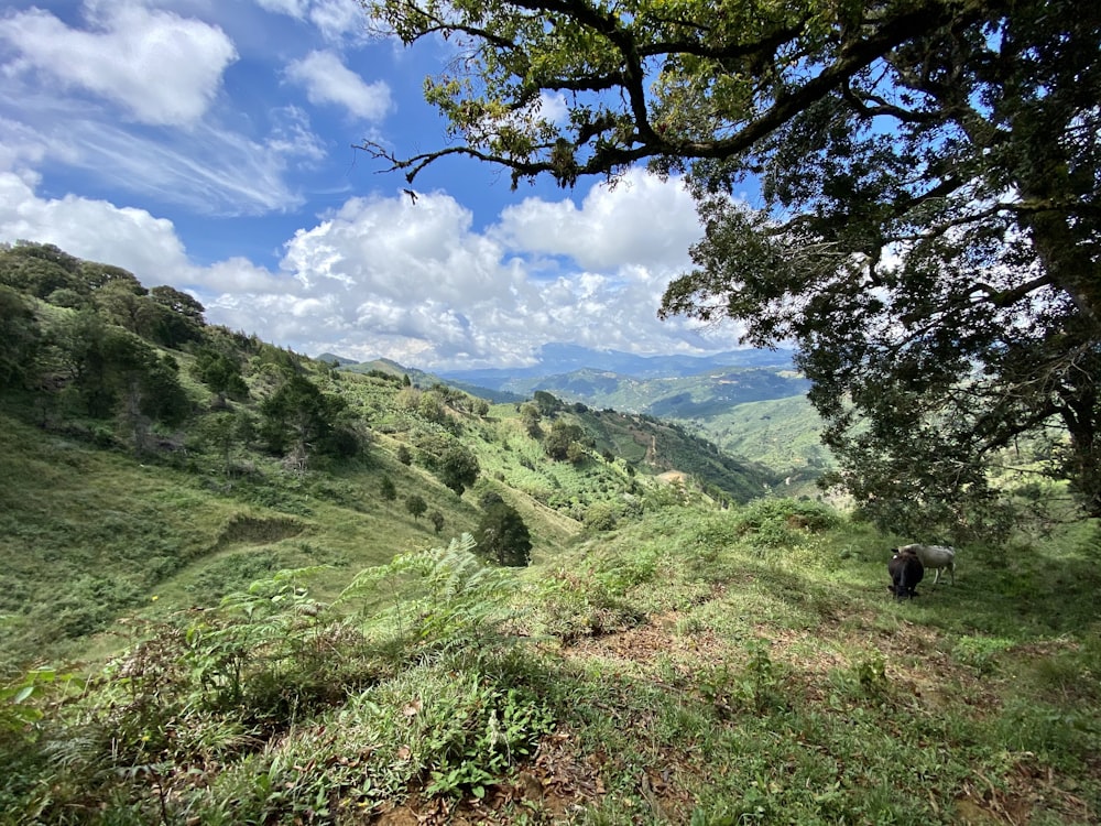 green grass field and green trees under blue sky during daytime