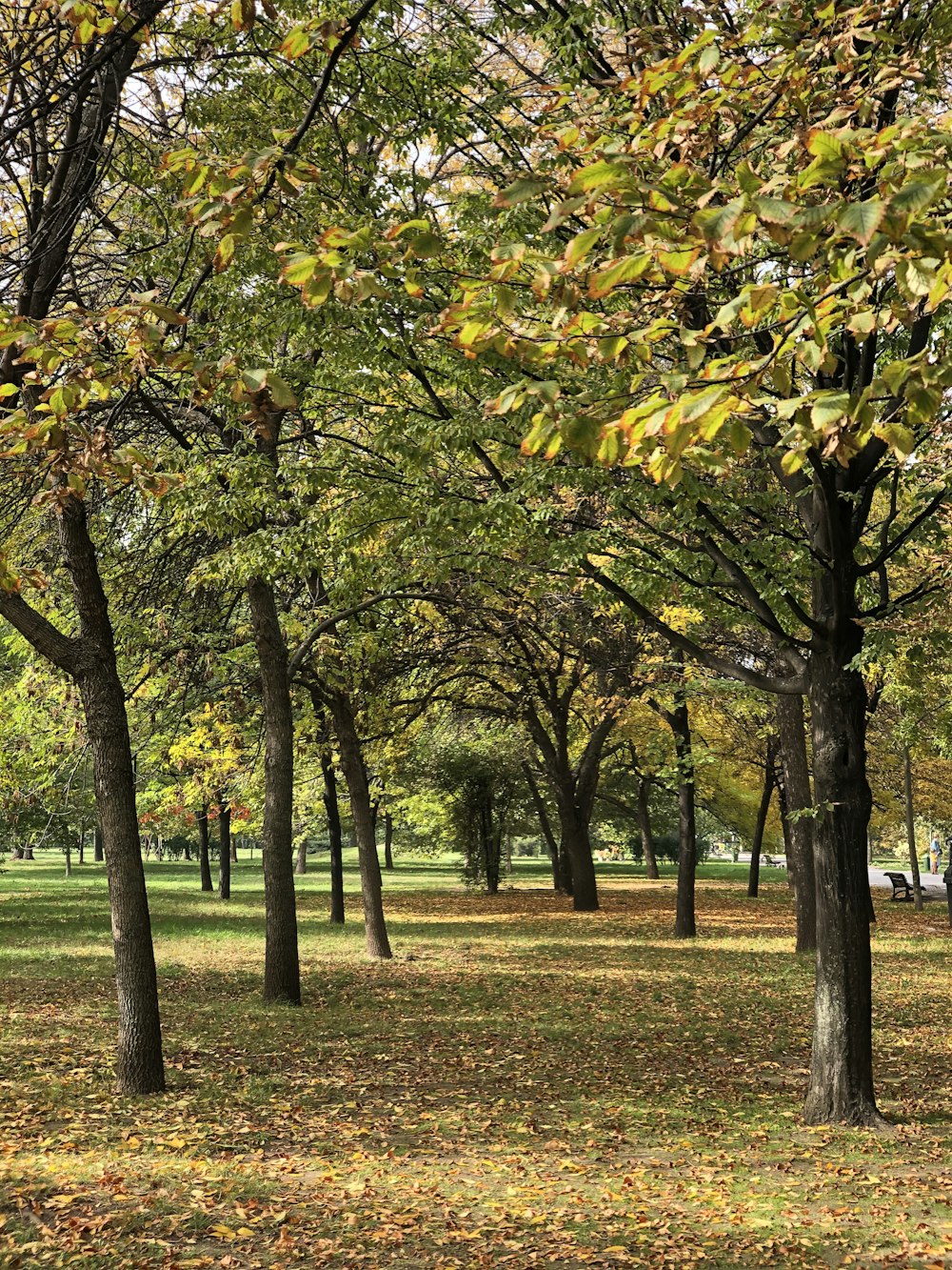 green and yellow leaf trees on green grass field during daytime