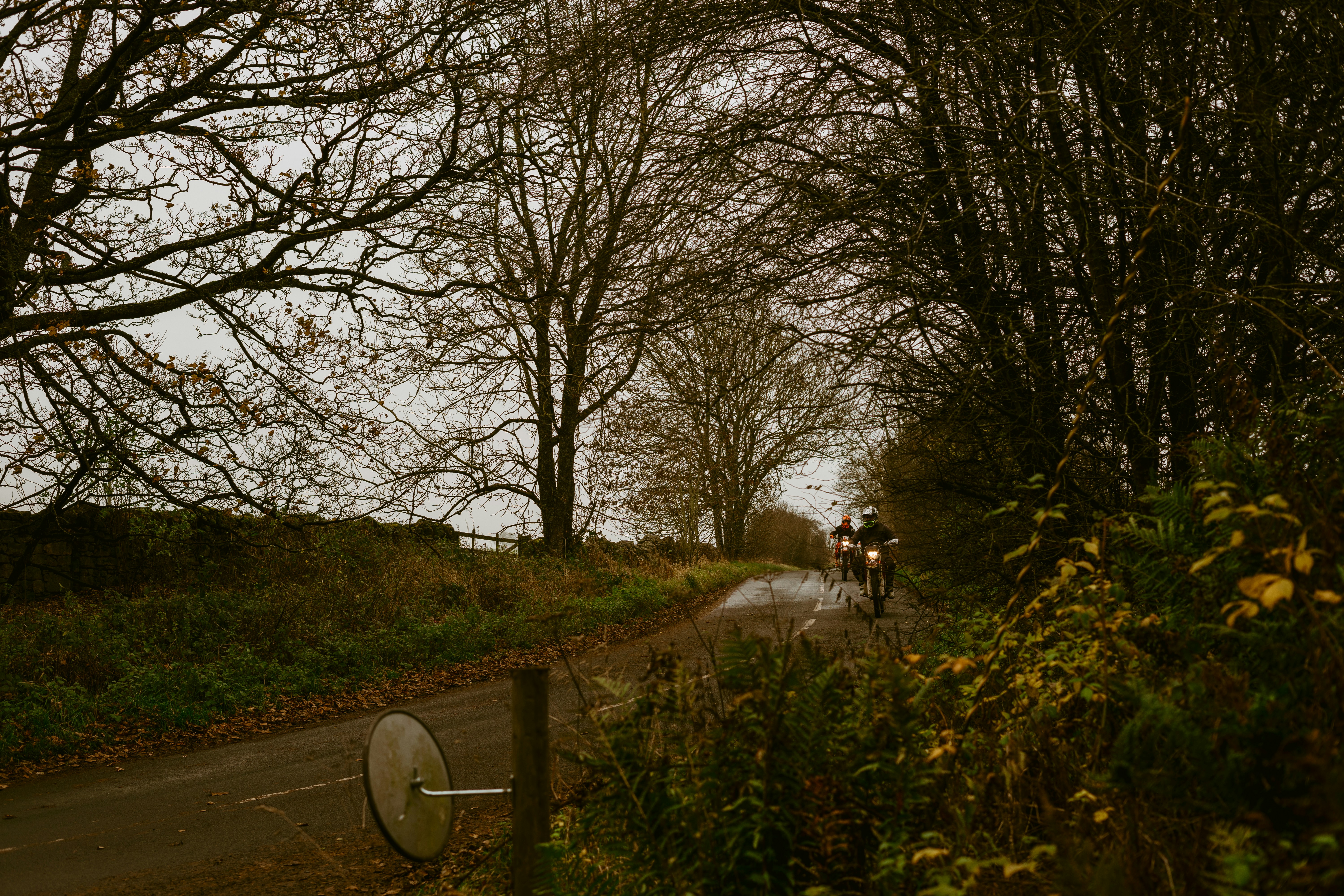 white horse on road between trees during daytime