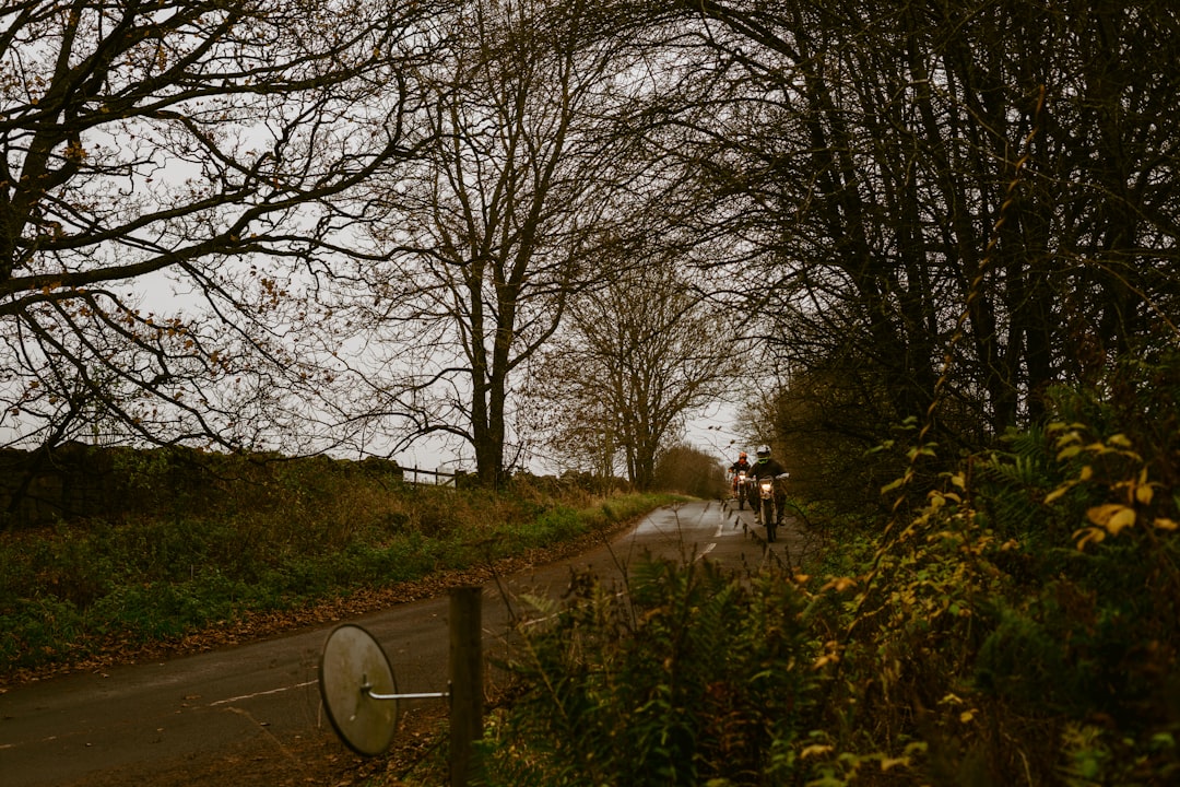 white horse on road between trees during daytime