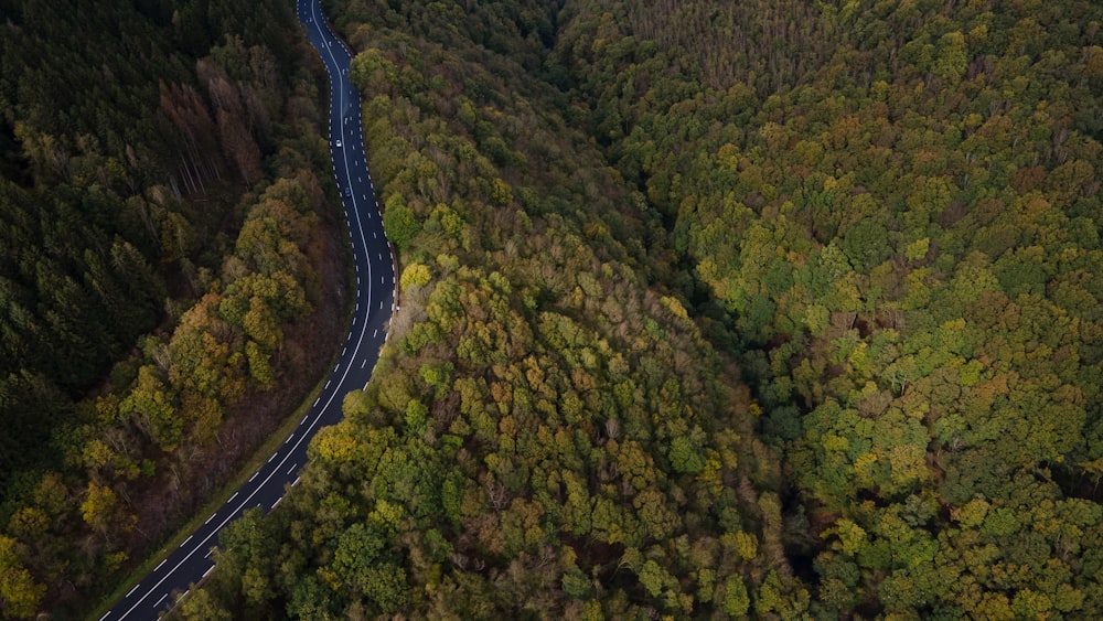 aerial view of road in the middle of green trees