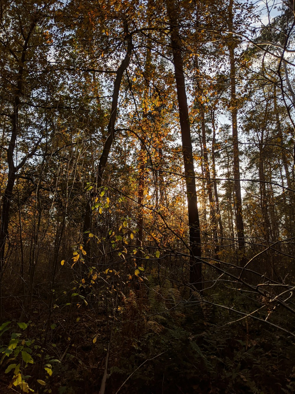 brown and green trees during daytime