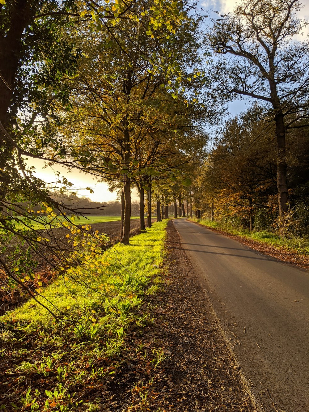 gray concrete road between green trees during daytime