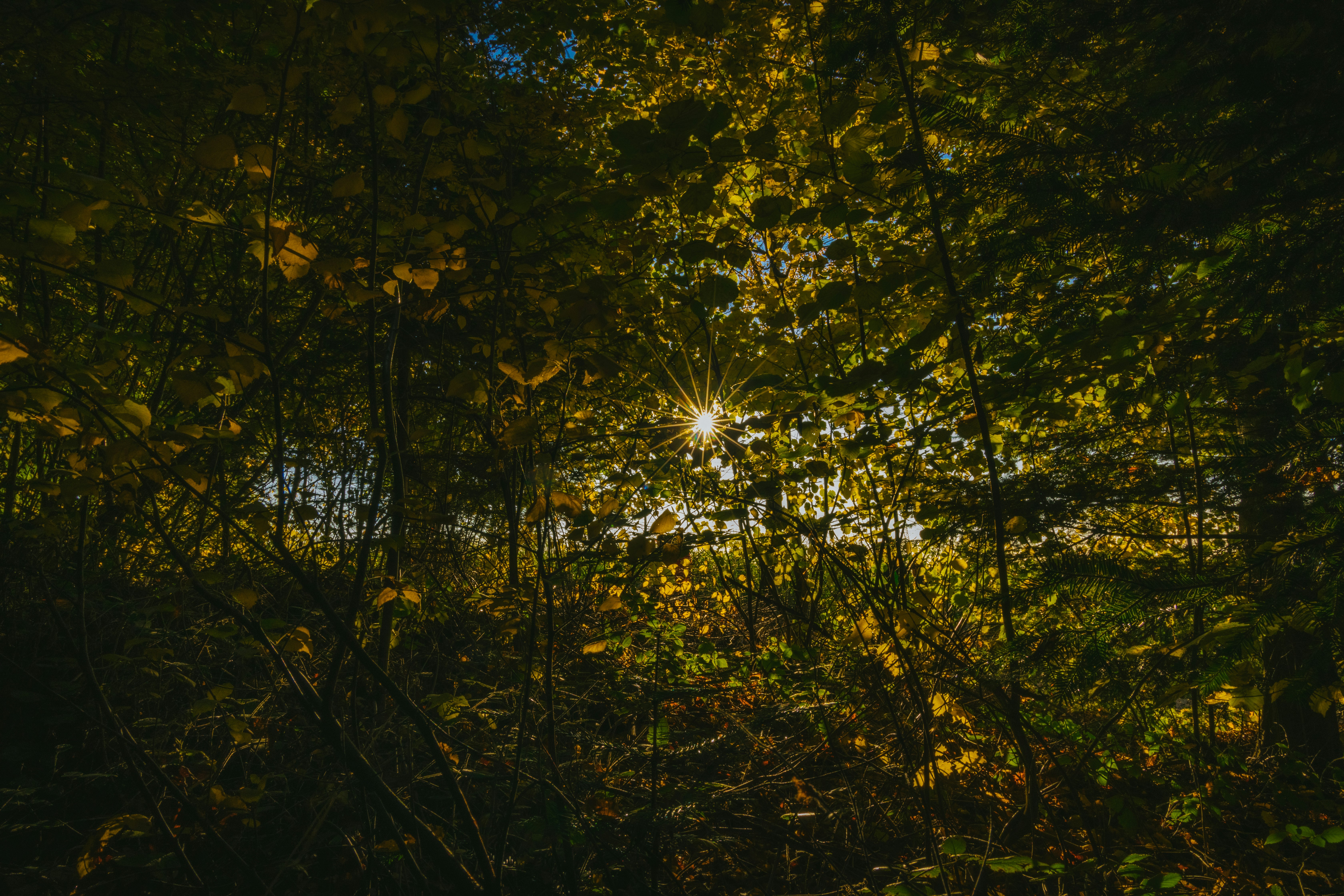 green and brown trees during daytime