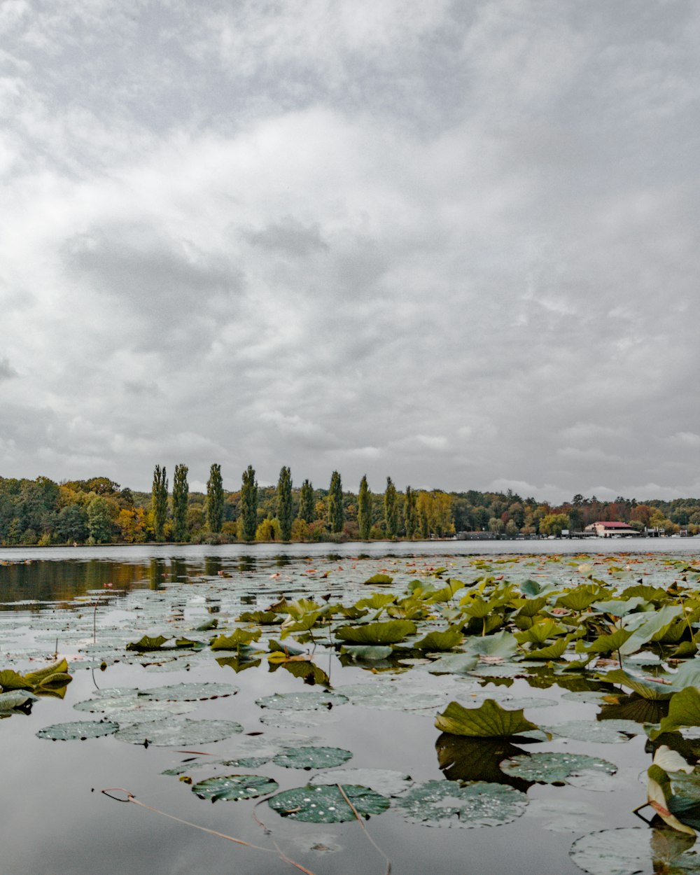 green and brown rocks on river under white clouds during daytime