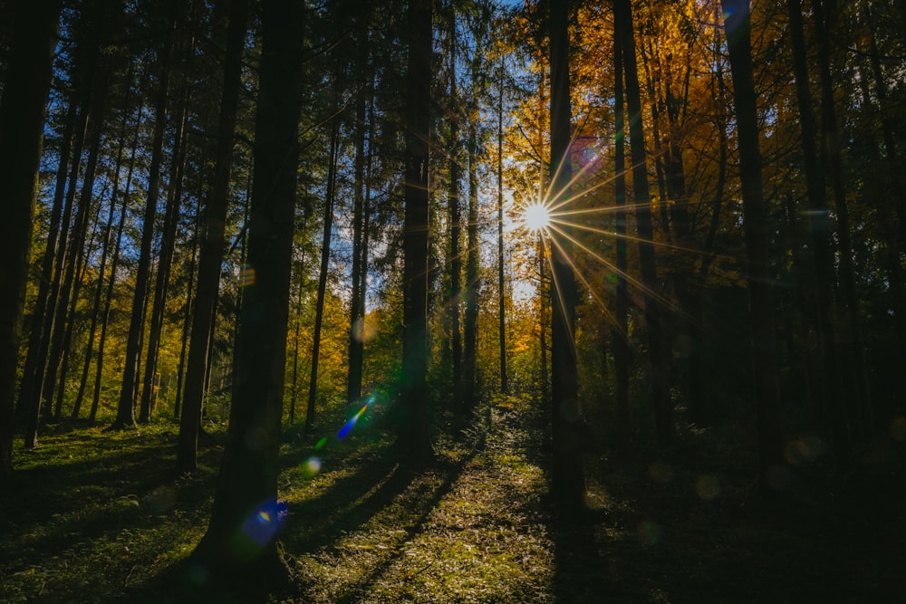 sun rays coming through trees