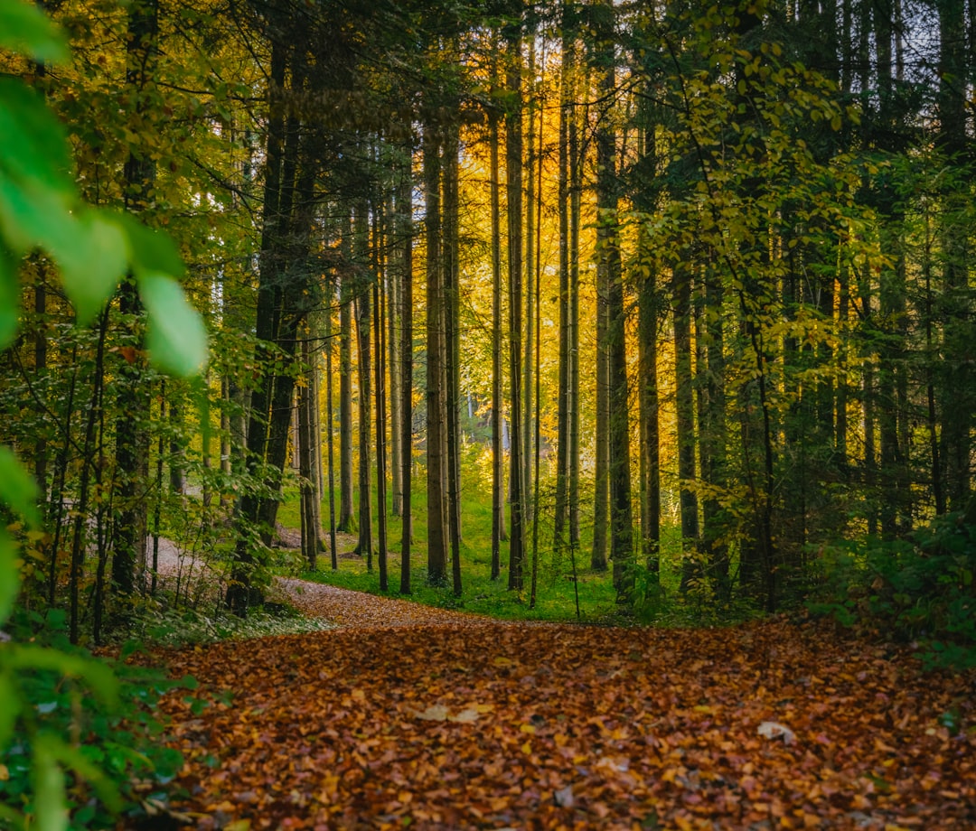 brown leaves on the ground