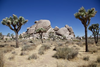 A desert landscape featuring distinctive Joshua trees scattered across a sandy terrain. Large, weathered rock formations dominate the background under a clear blue sky.