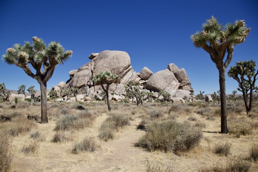 A desert landscape featuring distinctive Joshua trees scattered across a sandy terrain. Large, weathered rock formations dominate the background under a clear blue sky.