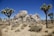 A desert landscape featuring distinctive Joshua trees scattered across a sandy terrain. Large, weathered rock formations dominate the background under a clear blue sky.