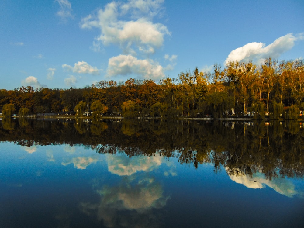 arbres verts au bord du lac sous le ciel bleu pendant la journée