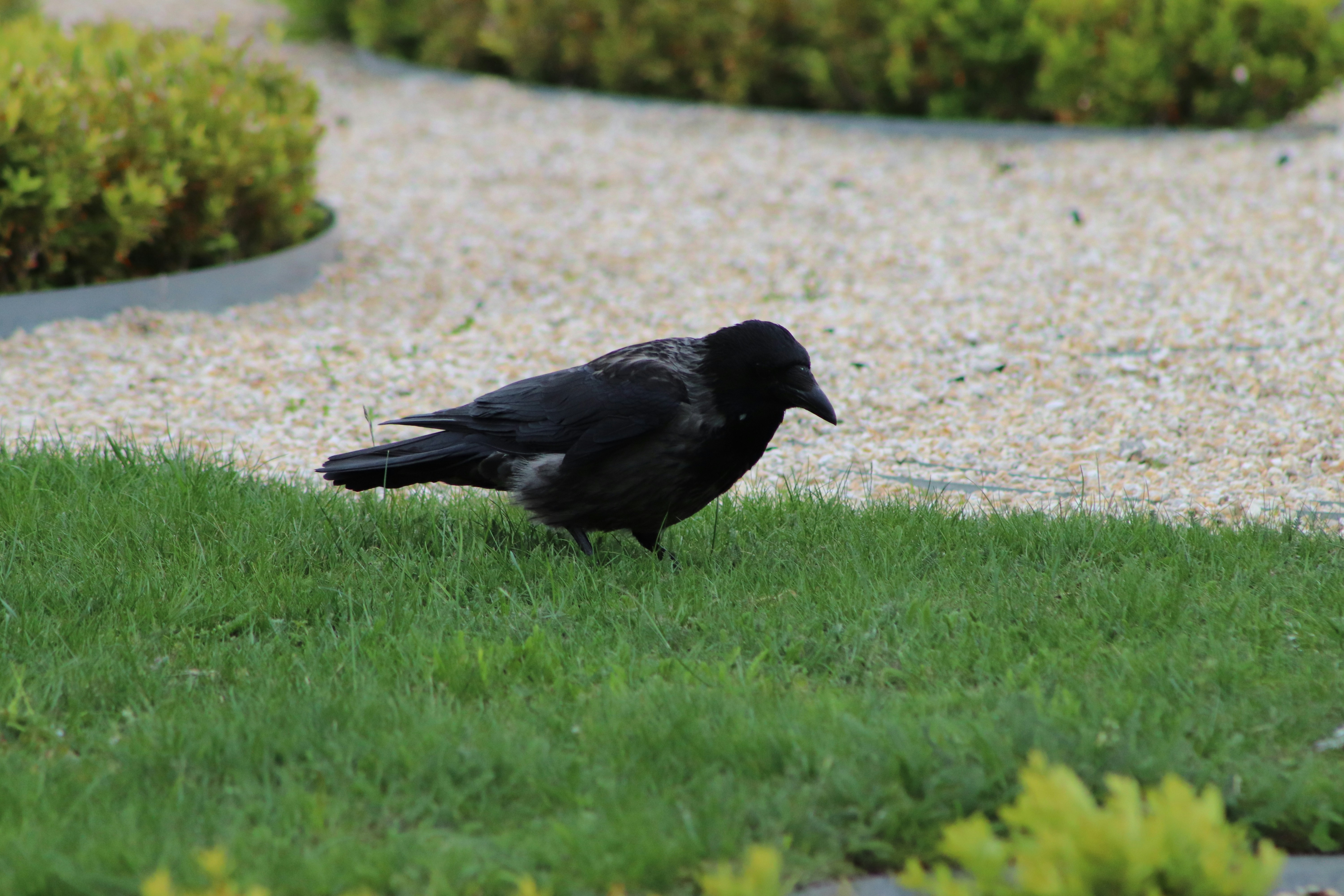 Photo by rodrigocuri