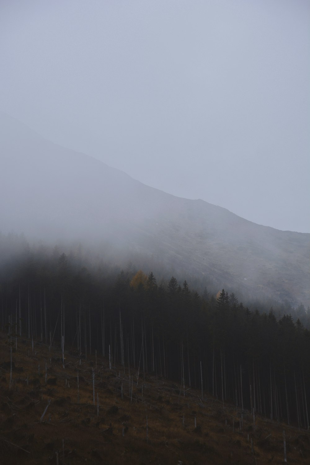 green trees on mountain during foggy day