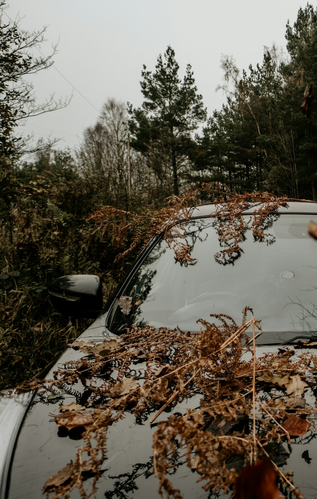 white car on brown grass field